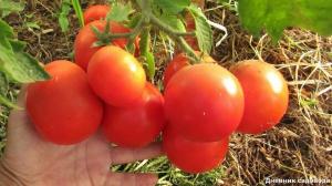 Aumentar o rendimento e o número de ovários em tomates