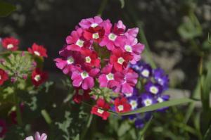 Verbena - flor bonita com um cheiro agradável, para as quais dificilmente se pode cuidar