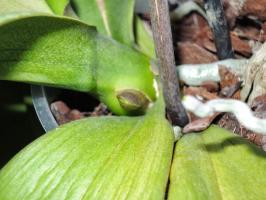 Diferenças raiz orquídea do pedúnculo