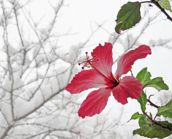 Hibiscus flor no inverno, quando estão no cio, mas depois de verão não pode jogar gemas. Ilustrações para um artigo retirado da Internet