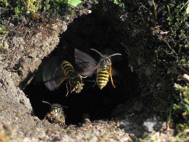 Como se livrar de ninhos de vespas no chão? | ZikZak