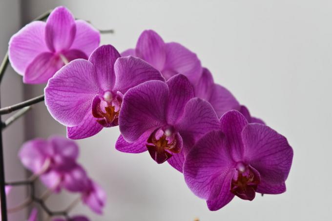Em publicações anteriores eu colocar um monte de fotos do meu Phalaenopsis. Novas fotos de lá, mas isto: uma orquídea roxa brilhante decidiu tratar-me a um florescimento exuberante