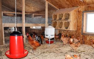 Coop Inverno: como criar as condições ideais para galinhas poedeiras