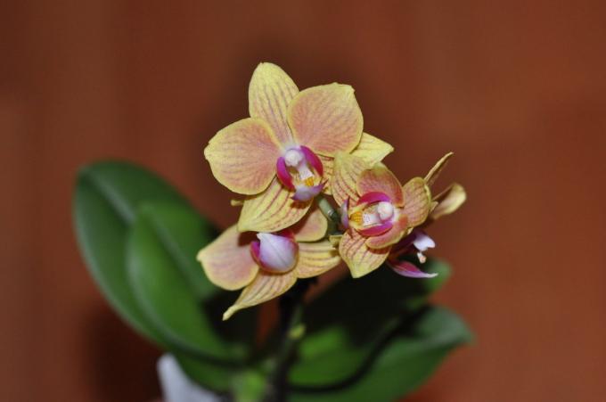 Basta olhar: exceto esta beleza pode ser prejudicial? Uma foto de um dos meus orhideek favorito