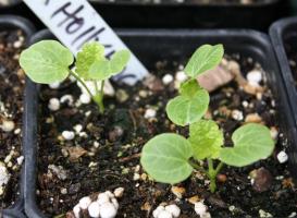 Cultivo de sementes de malva: como e quando plantar