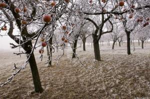 3 principais causas de doenças de árvores de fruto