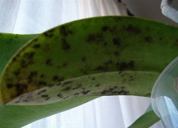 fungo fuliginoso em orquídea ( https://agronomu.com/)