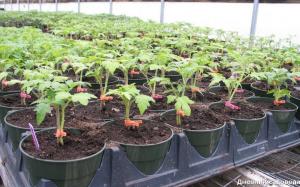 Tratar as sementes de tomate: O peróxido de hidrogénio