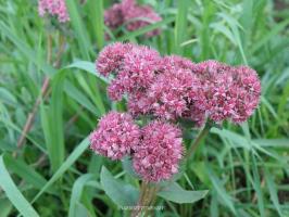 Top 7 melhores plantas perenes "para o preguiçoso" com as flores bonitas