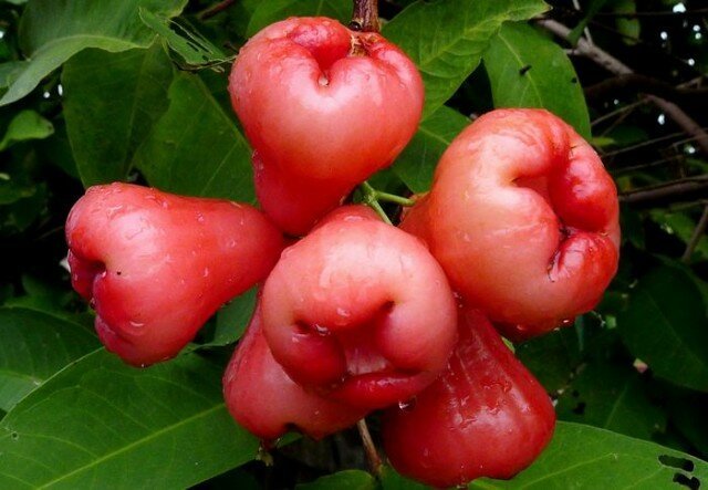 Variedade de maçãs "Wild Rose", que na minha horta degenerou em plântulas selvagens 5-6 anos
