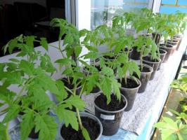 Por que não semear tomate mudas muito cedo