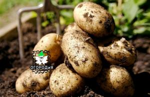 Como batatas Kartos plantada - uma experiência única do assinante
