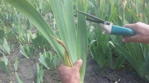 Como cortar as flores Iris desbotada? Conselhos de jardineiros experientes