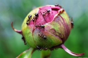 Livrar-se das formigas em pions