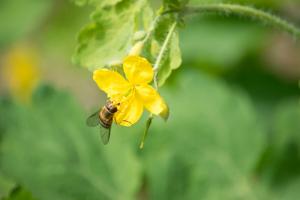 Celandine e seu uso no jardim