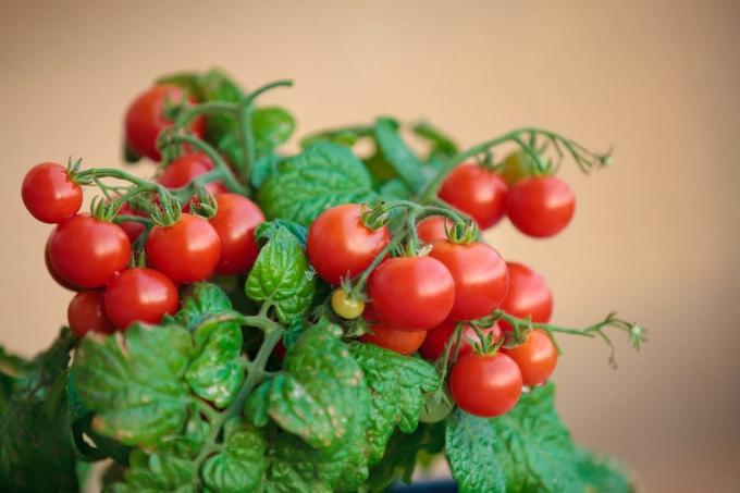 Se você tentou crescer tomates em casa, compartilhar sua experiência nos comentários sobre o artigo! Ilustrações são tomadas para publicação na Internet