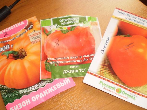 tomates Mid-grade: Coração de alta, Gina TST, laranja Bison