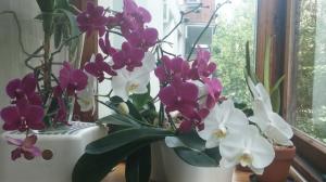 O que você precisa saber sobre Phalaenopsis. Algumas características do cultivo