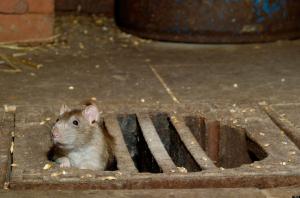 Como proteger o celeiro e roedores adega
