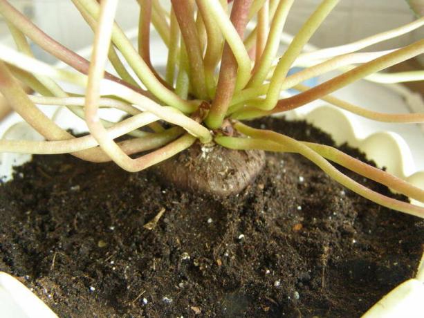ciclâmen saudáveis ​​após o transplante. Nota: Como todas as plantas tuberosas, ciclâmen gosta de solo solto. Foto: Yandex. fotos