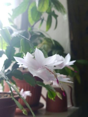 Então, meu branco-rosa Decembrist floresceu no ano passado