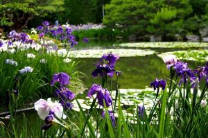 7 razões pelas quais as íris em seu jardim a florescer. guia completo para o produtor