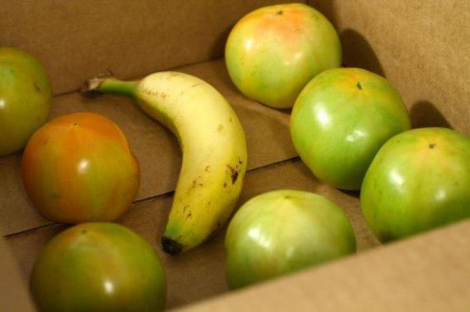 Banana em uma caixa com tomates verdes | Jardinagem e Horticultura