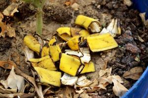 O que você precisa colocar no fundo da panela para as melhores plantas de interior florescer