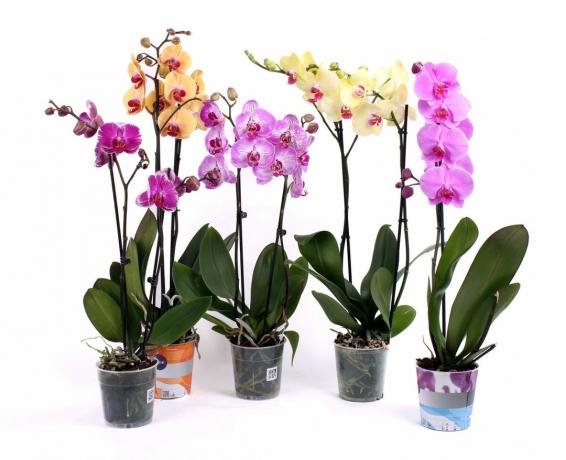 Phalaenopsis após a compra - uma bela vista. Enquanto ...