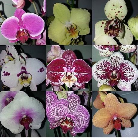 A variedade de Phalaenopsis