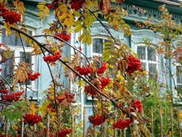 Oh, Mãe Rússia: 6 plantas para o jardim com as cores nacionais