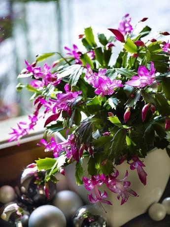 Um dos nomes populares dados para plantas de interior para a floração tempo - "Cacto de Natal", ou simplesmente "Rozhdestvennik"
