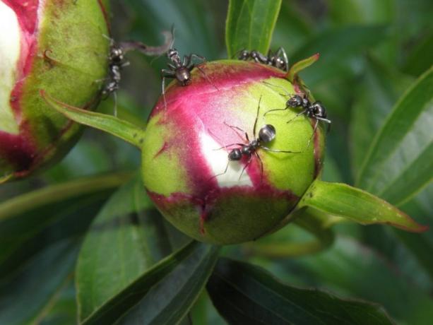 Por formigas gostam tanto de peônia? A resposta é simples: eles regalar o doce néctar. Esta é uma foto e, em seguida, retirado da internet