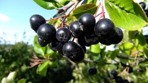 Chokeberry Aronia - propriedades úteis, plantio, cuidados
