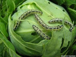 Se lagartas querem comer o seu repolho, considere estas dicas!