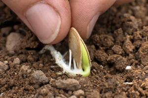 De que lado está correto para plantar as sementes de abóbora, abóboras aguda, obtuso, ou na borda.