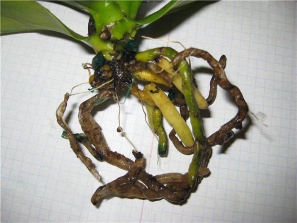 raízes podres Phalaenopsis