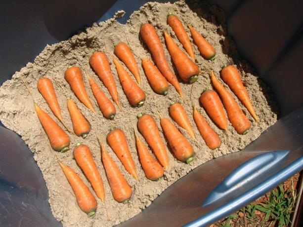 exemplo de foto da armazenagem de cenoura (ilustração no artigo são retiradas de acesso gratuito à Yandeks.Kartinki)