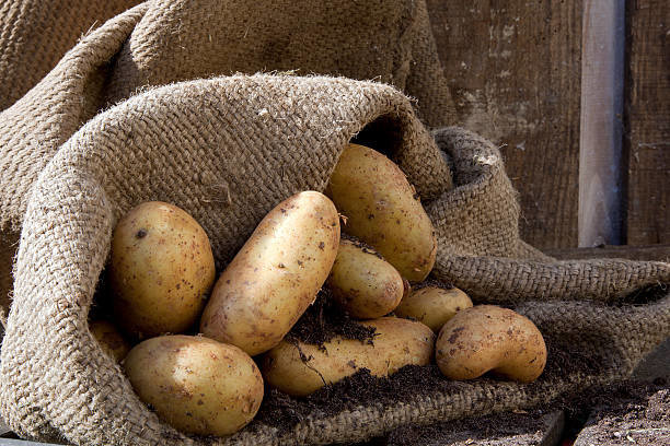Saqueando perfeitamente ajuda as batatas armazenadas sem perdas