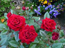 Top 5 erros em crescer rosas no jardim