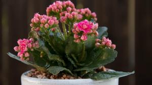 Como conseguir uma floração abundante Kalanchoe? orientações importantes para ajudá-lo com este