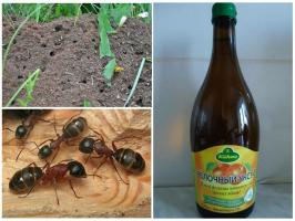 Três das maneiras mais eficazes para combater as formigas