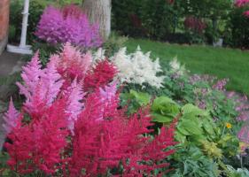 Astilbe: as sutilezas de cultivo e plantio