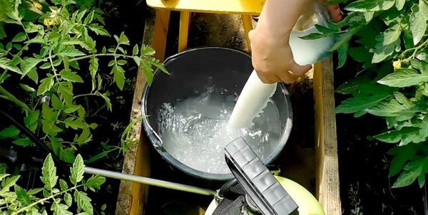 Fertilizar leite pepino traz resultados notáveis ​​(samozvetik.ru)
