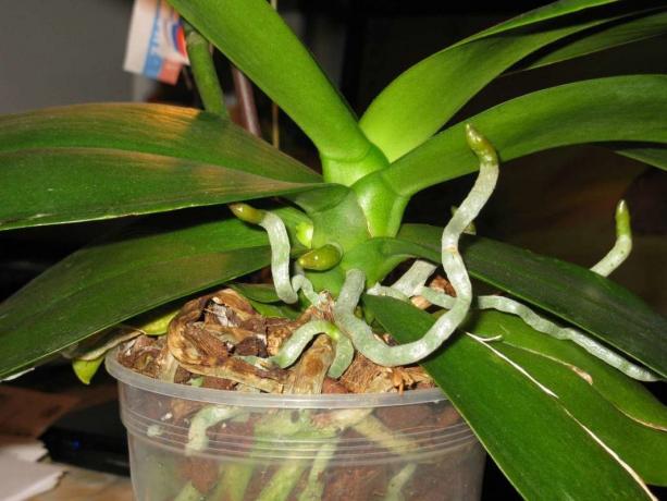 raízes aéreas cultivar orquídeas Phalaenopsis vida