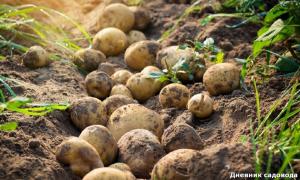 Aumenta a vida de prateleira de batatas várias vezes
