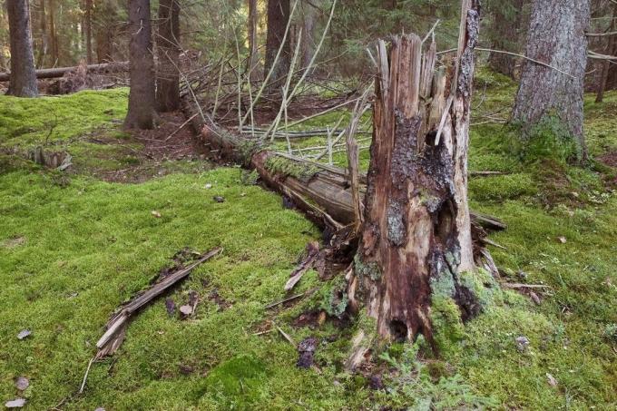 A Lei de valozhnike - que podem ser colhidas na floresta, e quando?
