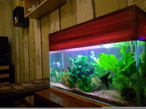 Este aquário é de 80 litros, e por isso quer 400!