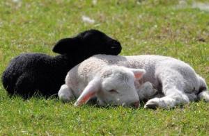 Carne e lã: como produzir ovelhas em sua fazenda