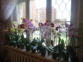 O cuidado adequado de phalaenopsis verão por mês: todos os detalhes